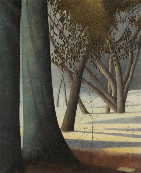 Beech Trunks, 1945. Creator: Spilliaert, Léon (1881-1946).