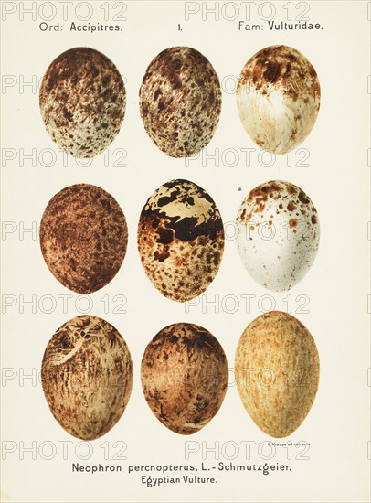 Oologia universalis palearctica, 1906. Creator: Krause, Georg Albert Julius (1858-1915).