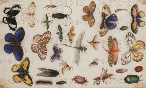 Study of butterflies and insects. Creator: Anonymous.