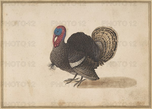 A Turkey. Creator: Anon.