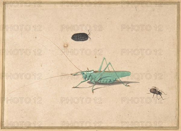 A Great Green Bush Cricket..., A Clioniona Spider, and a Beetle, 17th century (?). Creator: Anon.