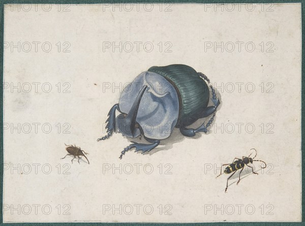 Studies of a Blue Beetle and Insects, 17th century (?). Creator: Anon.