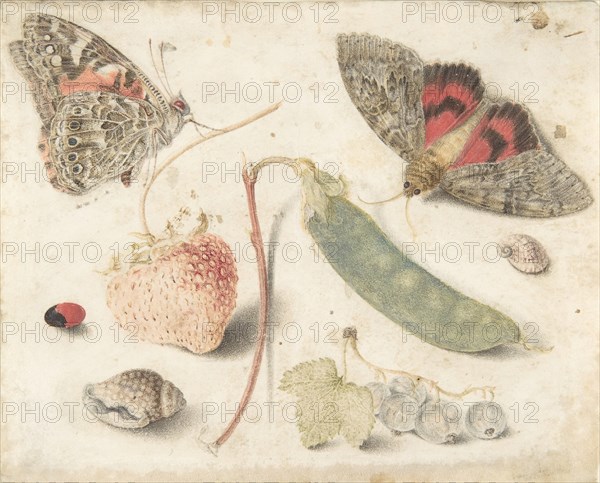 Studies of Fruits, Insects and Shells, late 16th-mid-17th century.