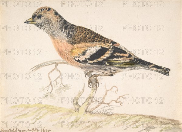 Bramling (Fringilla Montifringilla), 1679. Creator: Gerardus van Veen.