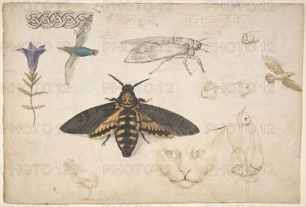 Studies of a Gentian, Moth, Birds, Cats, Interlacing Motif, and Greek Frets (recto)..., 1530-40. Creator: Giorgio di Giovanni.