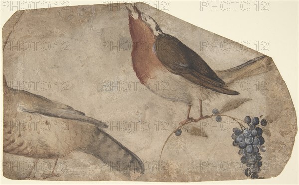 Bird Eating Grapes (recto); Tigress (verso), 1487-1564. Creator: Giovanni da Udine.
