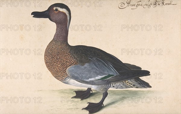 A Male Teal, 1604-80. Creator: Johann Jakob Walther.