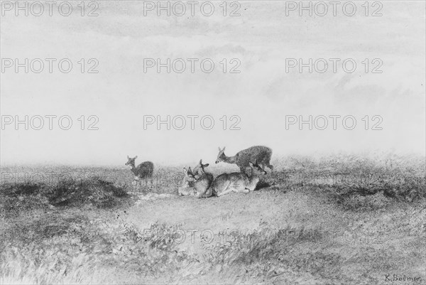 Deer in a Landscape, . Creator: Karl Bodmer.
