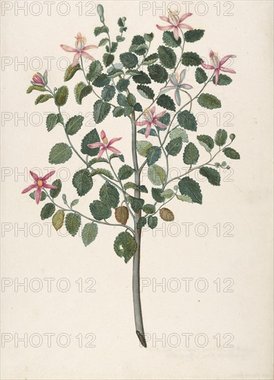 Study of a Plant with Red-Purple Flowers (Sebastiana africana purpurea), 1695. Creator: Maria Monninckx.