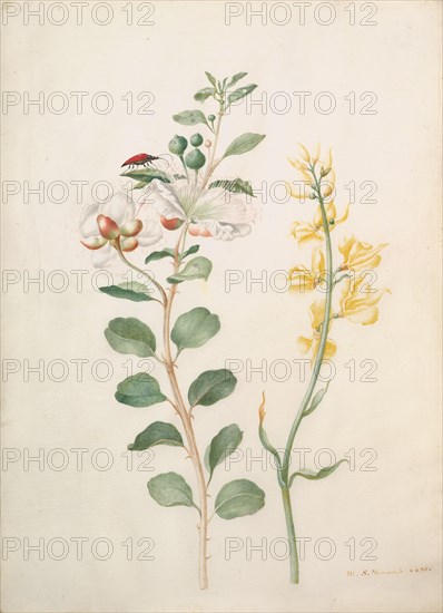 Study of Capers, Gorse, and a Beetle, 1693. Creator: Sybilla Merian.