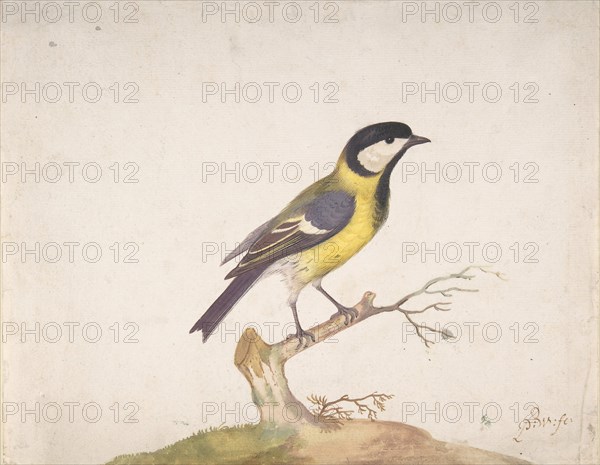 A Great Titmouse (Parus major) Perched on a Branch, 1670-93. Creator: Pieter Withoos.