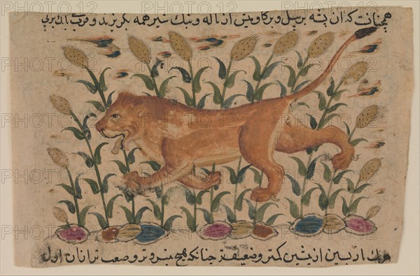 A Lion, Folio from a Dispersed Nuzhatnama-i ?Ala?i of Shahmardan ibn Abi?l Khayr, early 17th centur Creator: Unknown.