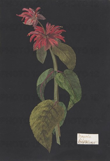 Monarda didyma/Scarlet Lion's Tail, ca. 1791 (?). Creator: William Booth Grey.