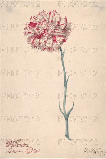 A Carnation ("Hollandia Liberata"), 1675. Creator: Zacharias Blijhooft.