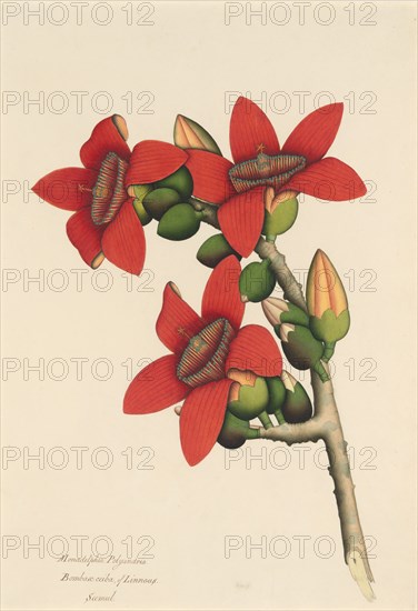 Cotton Tree Flowers, ca. 1800-1805. Creator: Unknown.