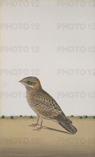 A Common Indian Nightjar (Caprimulgus asiaticus), ca. 1780. Creator: Unknown.