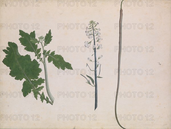 A Radish Plant, Seed, and Flower, late 18th century. Creator: Unknown.