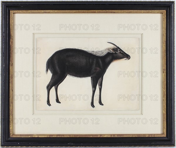 A Chinese Serow (Capricornis milneedwardsi argyrochaetes), ca. 1800. Creator: Unknown.