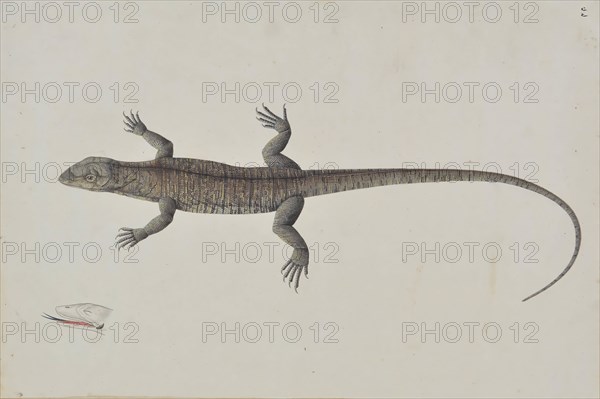 An Indian Bish-Khopra Lizard, ca. 1790. Creator: Unknown.