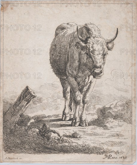 A cow, seen from the front, 1805. Creator: Adam von Bartsch.