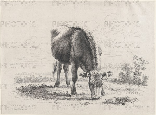 Cow grazing, 1805., 1805. Creator: Adam von Bartsch.
