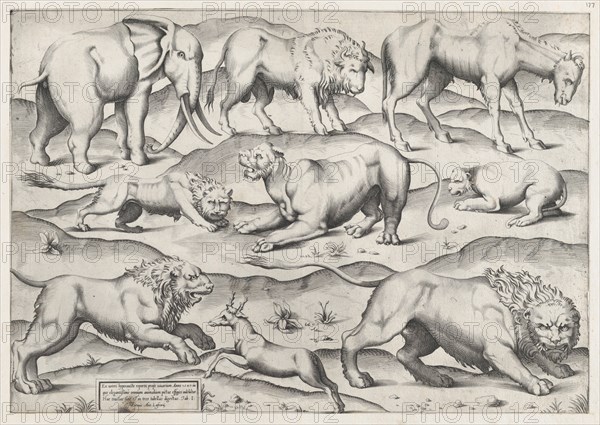 Speculum Romanae Magnificentiae: Wild Animals, from antique wall paintings, plate 1, 1547., 1547. Creator: Anon.