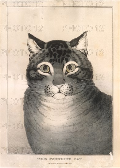The Favorite Cat, 1838-46., 1838-46. Creator: Nathaniel Currier.