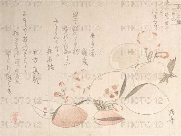 Cherry Blossoms and Shells, 19th century., 19th century. Creator: Shinsai.