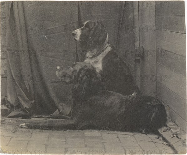 [Thomas Eakins's Dog Harry and Another Setter], 1880s., 1880s. Creator: Thomas Eakins.
