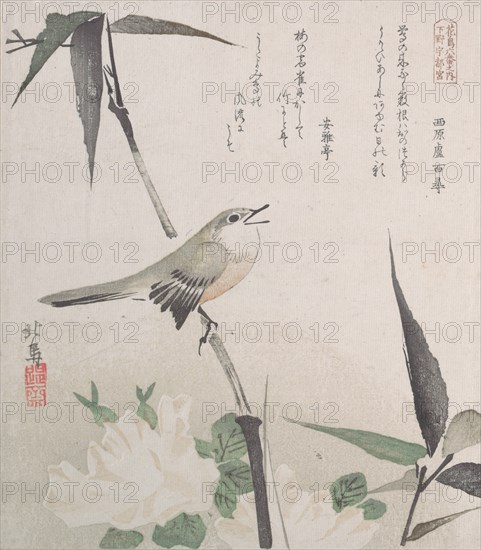 Roses and Bamboo with Nightingale, 19th century., 19th century. Creator: Hokuba.