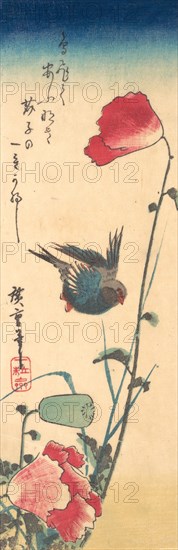 A Bluebird and Poppies, 1832-34., 1832-34. Creator: Ando Hiroshige.
