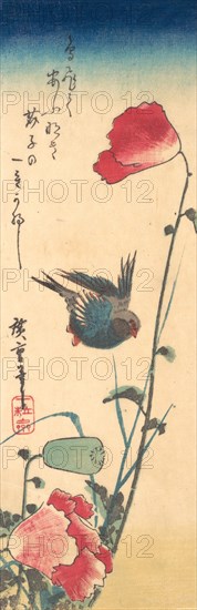 A Bluebird and Poppies, 1832-34., 1832-34. Creator: Ando Hiroshige.
