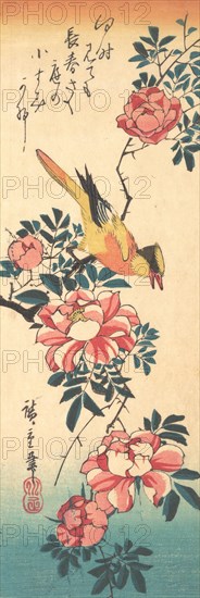 Eastern Grey Wagtail and Rose, early 1830s., early 1830s. Creator: Ando Hiroshige.