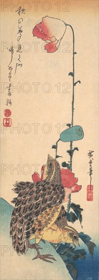 A Pair of Quails and Poppies, ca. 1835., ca. 1835. Creator: Ando Hiroshige.