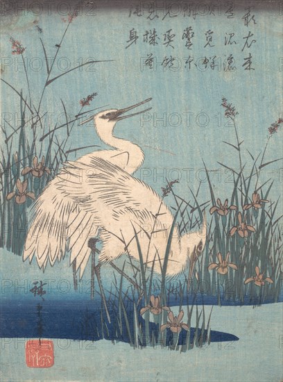 Egret in Iris and Grasses, ca. 1837., ca. 1837. Creator: Ando Hiroshige.