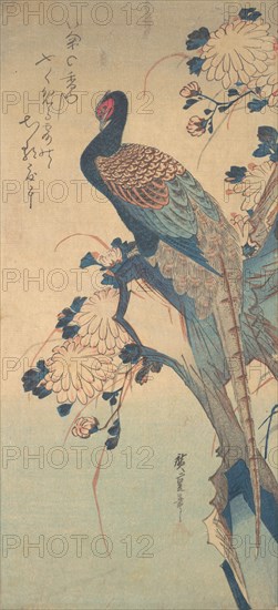 Pheasant with Chrysanthemums, ca. 1835., ca. 1835. Creator: Ando Hiroshige.