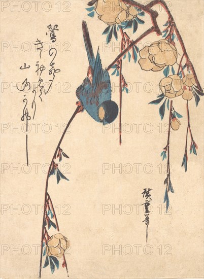 Weeping Cherry. Creator: Ando Hiroshige.