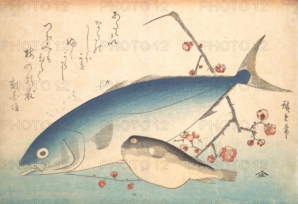 Fugu and Inada Fish, from the series Uozukushi (Every Variety of Fish), 1840s., 1840s. Creator: Ando Hiroshige.