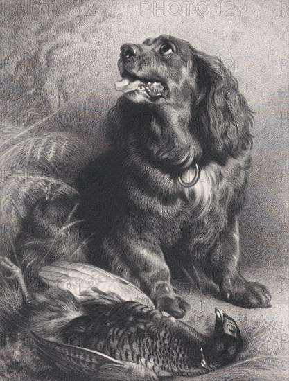 Spaniel and Pheasant, June 15, 1871.