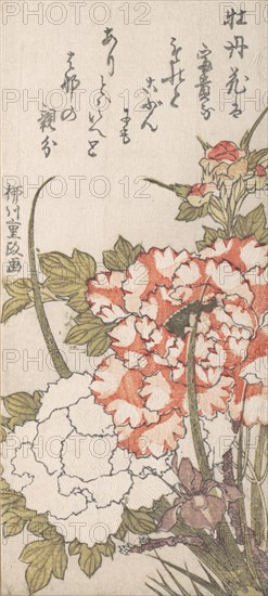 Peonies and Iris, 18th-19th century.