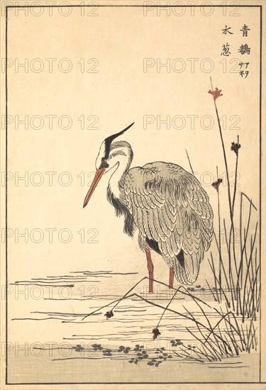 Gray Heron (Aosagi) and Mizu-aoi Plant, 1857.