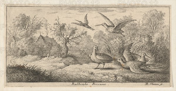 Rusticula, Beccasse (The Woodcock): Livre d'Oyseaux (Book of Birds), 1655-1660.