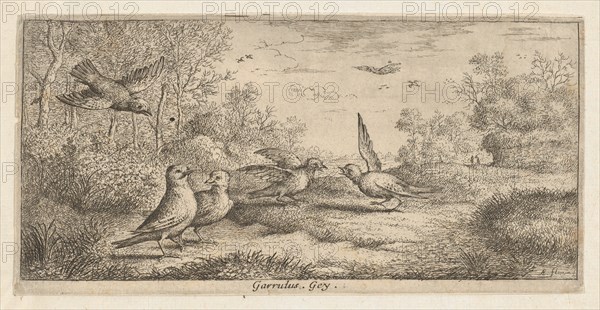 Garrulus, Gey (The Jay): Livre d'Oyseaux (Book of Birds), 1655-1660.