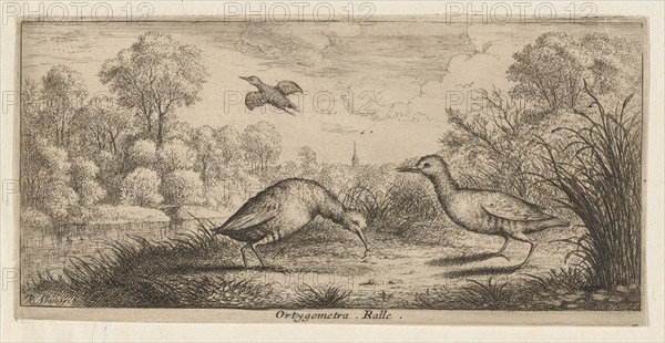 Ortygometra, Ralle (The Rail): Livre d'Oyseaux (Book of Birds), 1655-1660.