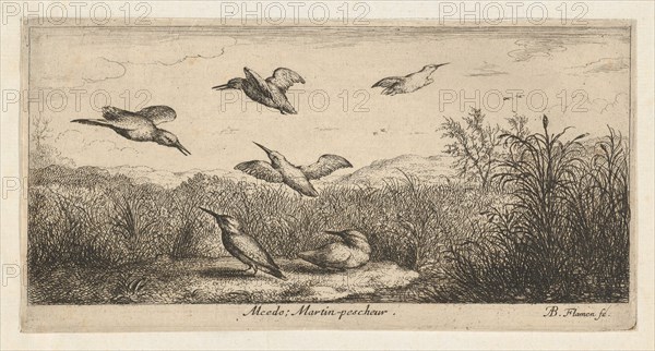 Alcedo, Martin-pescheur (The Kingfisher): Livre d'Oyseaux (Book of Birds), 1655-1660.