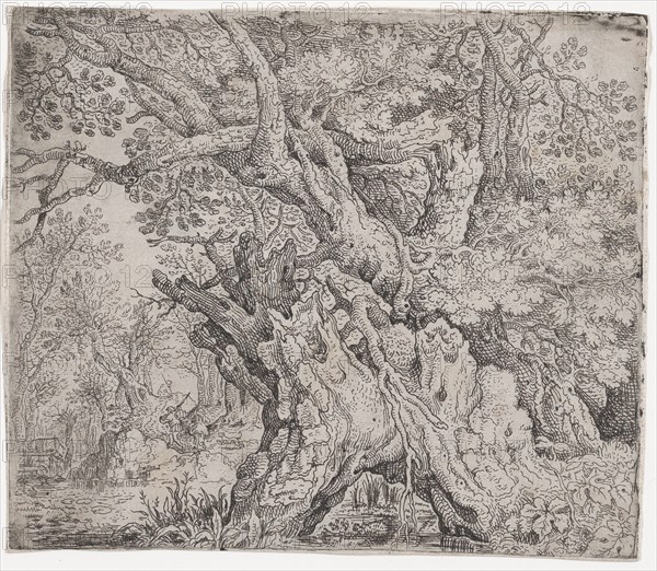 Gnarled Tree, ca. 1608-09.