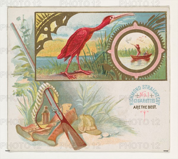 Scarlet Ibis, from the Game Birds series (N40) for Allen & Ginter Cigarettes, 1888-90.