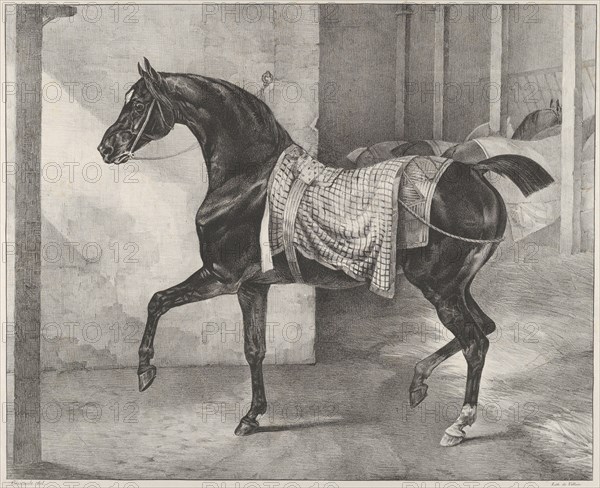 Black Horse Tethered in a Stable, 1822.