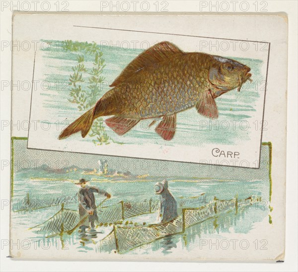 Carp, from Fish from American Waters series (N39) for Allen & Ginter Cigarettes, 1889.