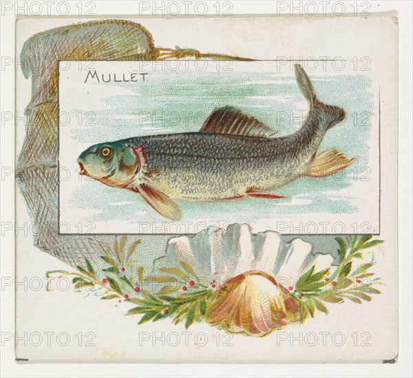 Mullet, from Fish from American Waters series (N39) for Allen & Ginter Cigarettes, 1889.